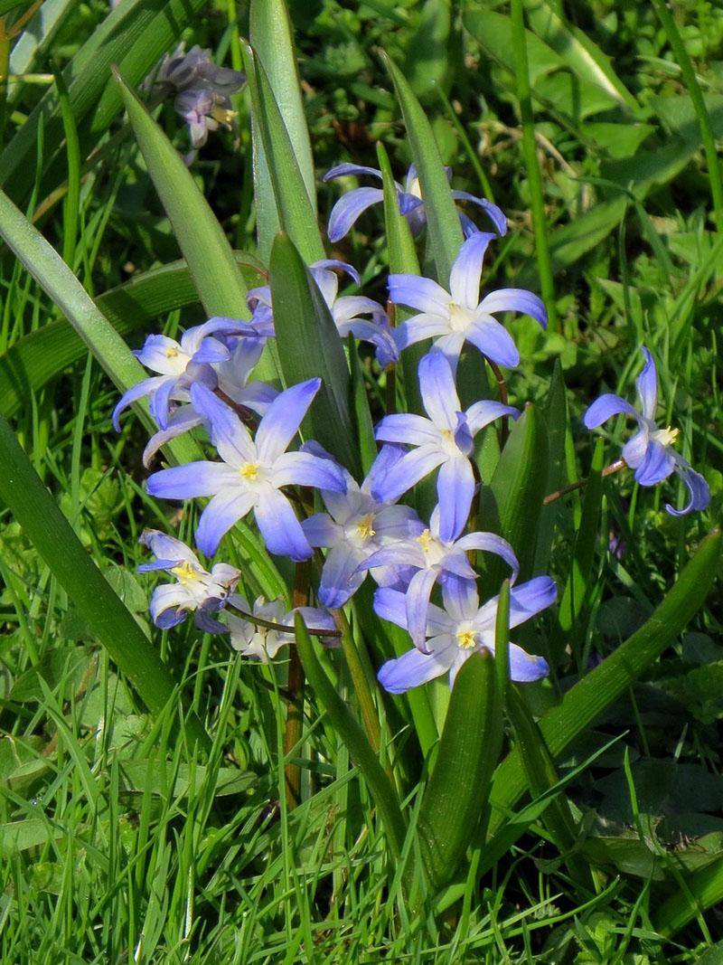 Chionodoxe Forbes