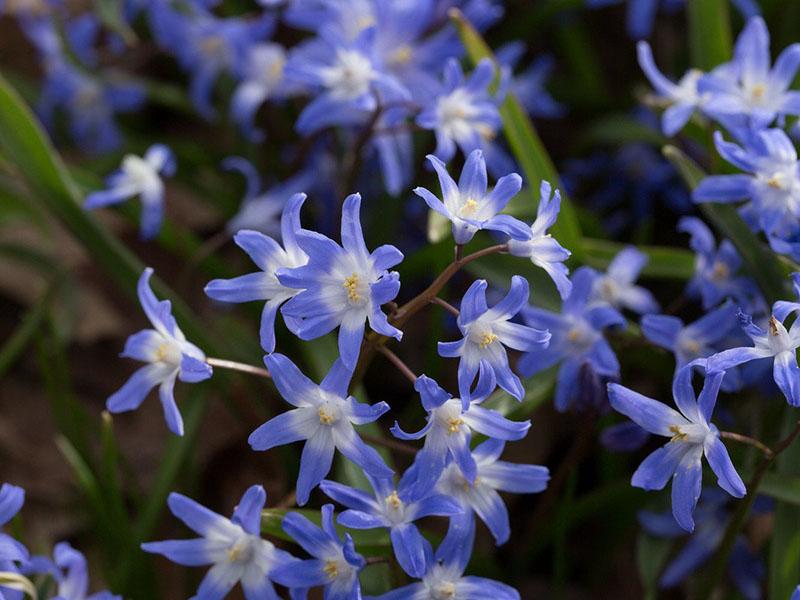 chionodoxa sardo