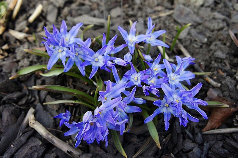 Chionodoxe Lucilia