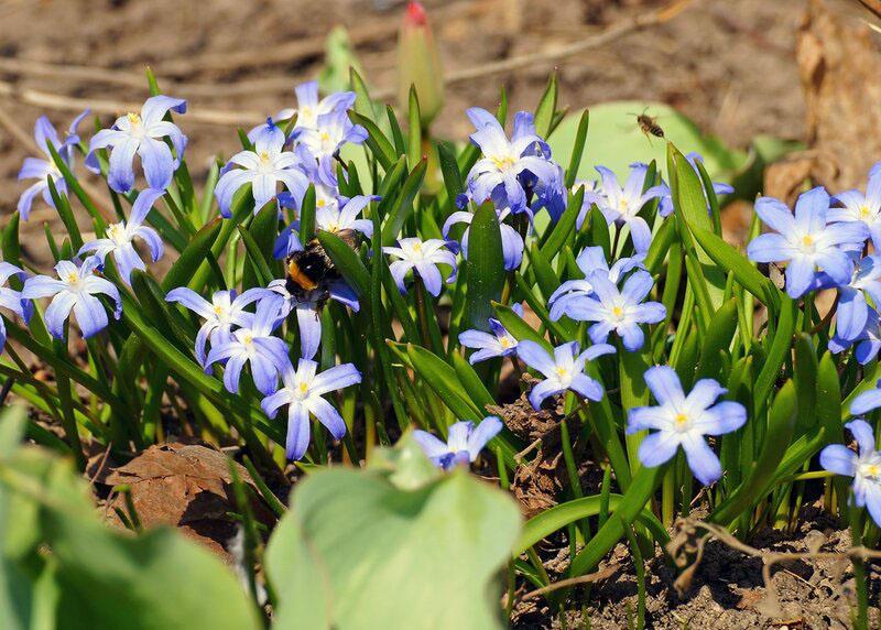 reproduction de chionodox en plein champ