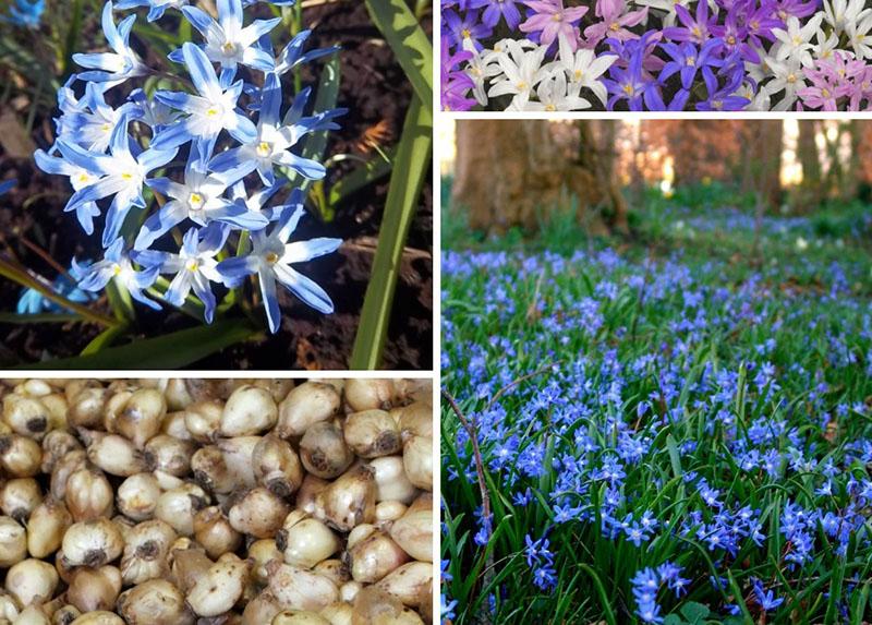 reproduction par bulbes chionodoxes