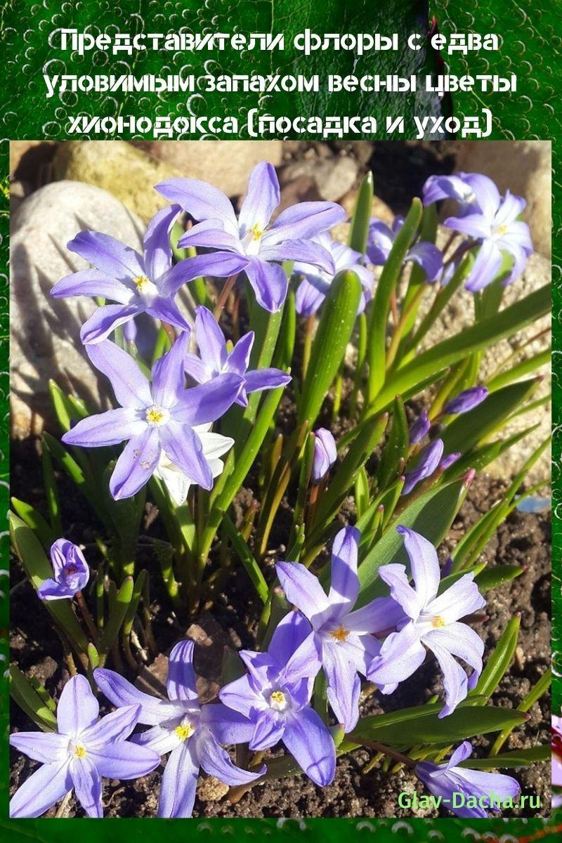 Plantation et entretien des fleurs Chionodox