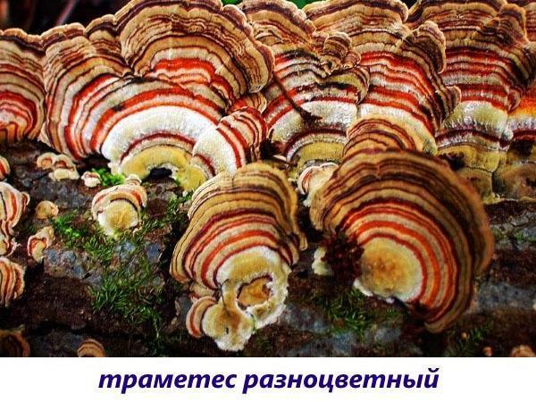 champignons trametes multicolores