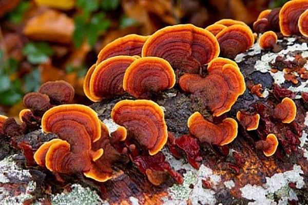 trametes rouges