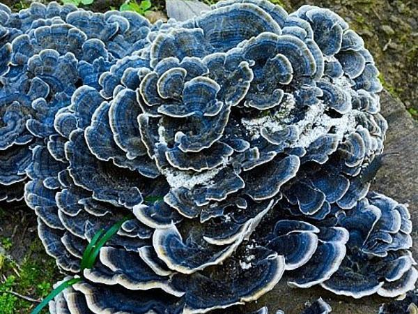 trametes azul oscuro