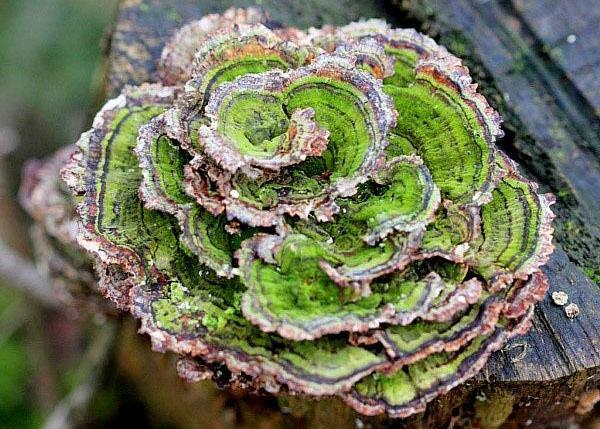 trametes vert clair