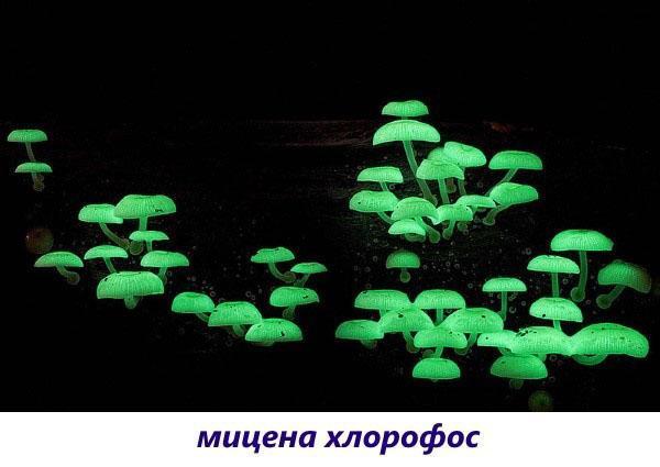 hongos mycena clorofos