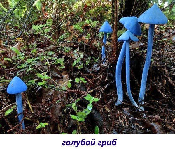 champignon bleu