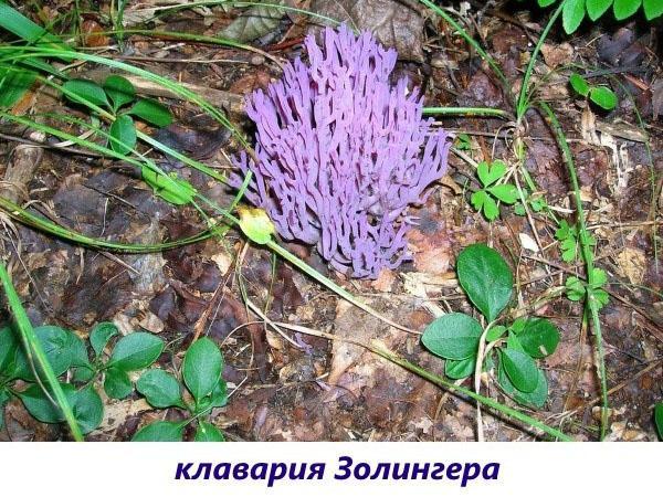 champignon solinger clavaria