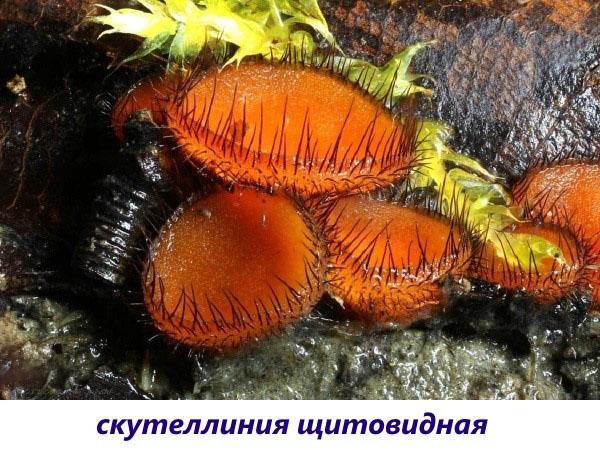 champignons thyroïdiens scutellinia