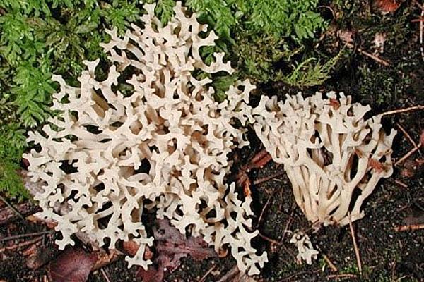 clavaria blanche comme neige