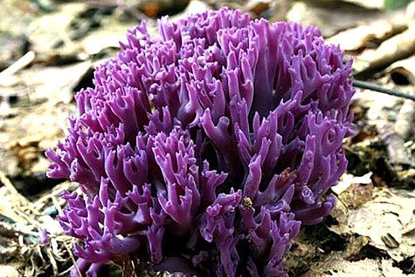 lilas clavaria