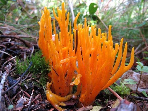 naranja clavaria