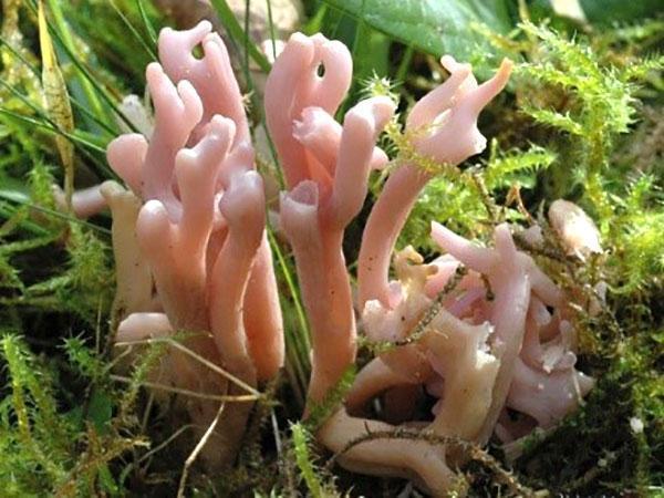 clavaria rosa