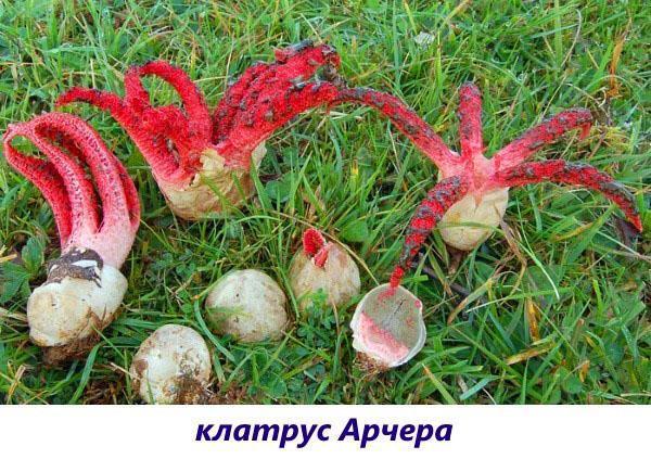 archer clathrus champignons