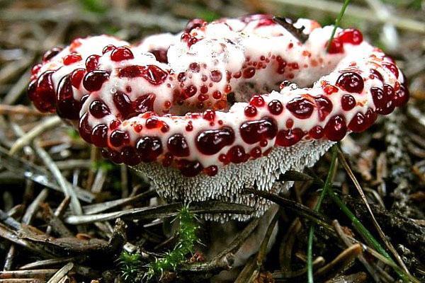 champignon non comestible inhabituel