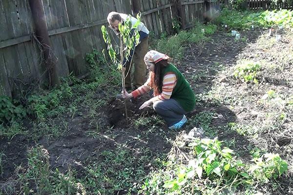 plantando albaricoque príncipe negro