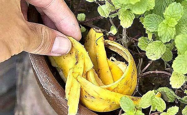 en utilisant des pelures de bananes fraîches