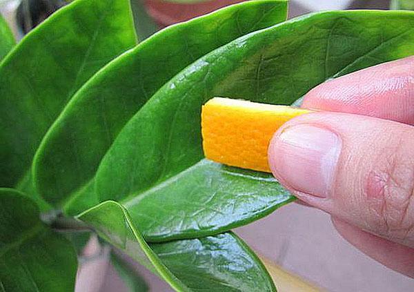 frotter les feuilles avec le zeste d'une orange