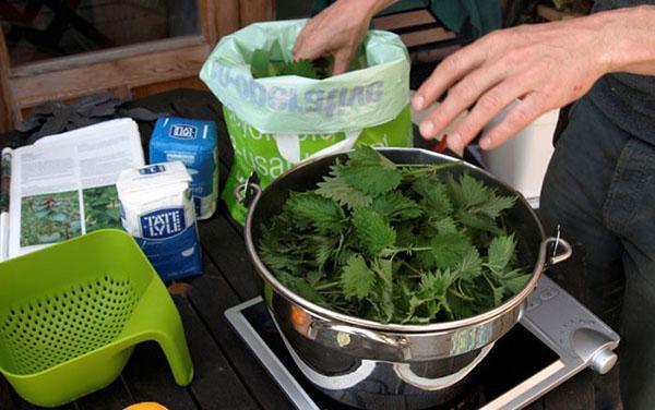 preparando una infusión de ortiga para flores