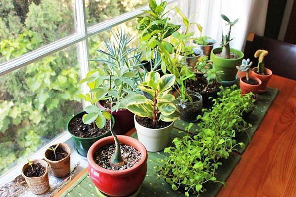 alimento natural para plantas de interior