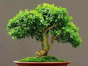 Bonsai de boj de interior