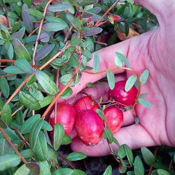 canneberges à gros fruits