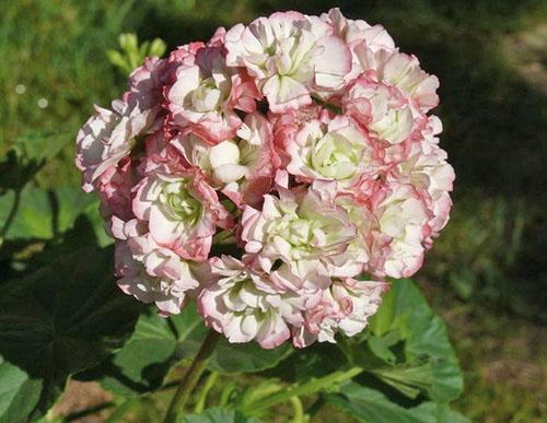 Pelargonium Appleblossom Rosebud