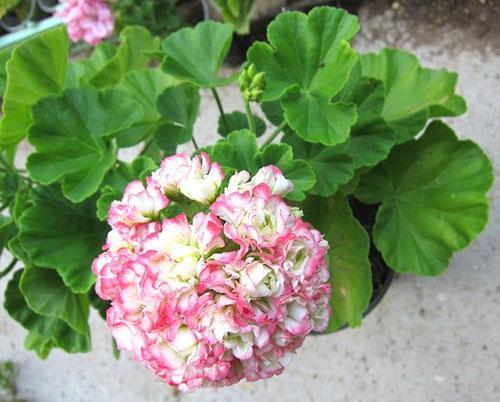 Capullo de rosa de flor de manzano de Pelargonium joven