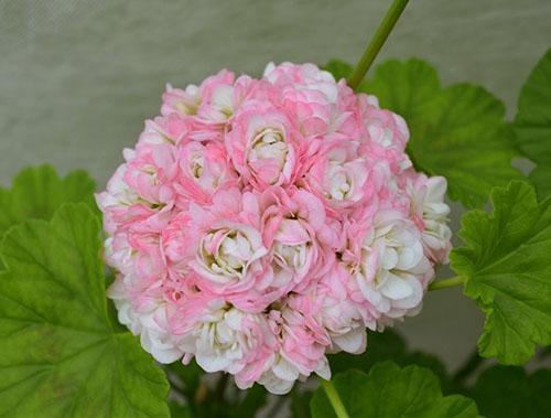 Pelargonium April Snow