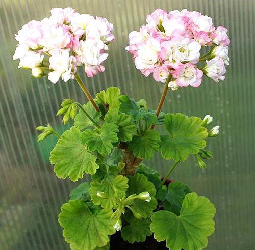 Floración abundante de Pelargonium April Snow