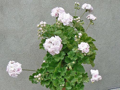 Exuberante Pelargonium Blossom Millfield Rose