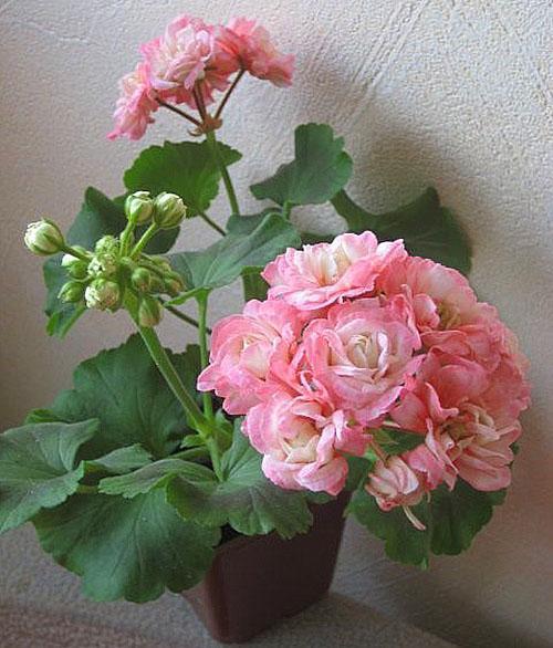 Pelargonium Denise