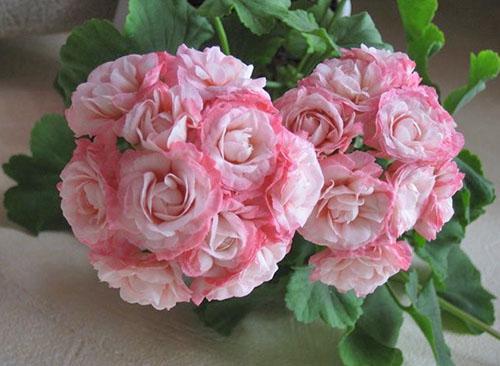 Terry pelargonium Denise