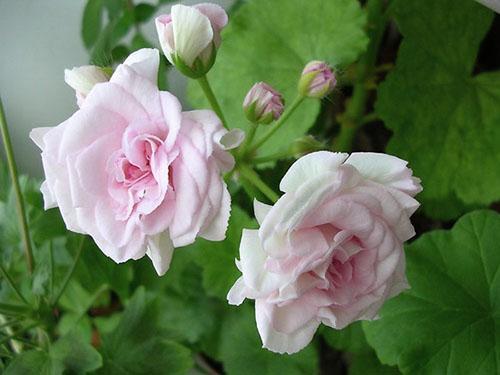 Logro de pelargonio