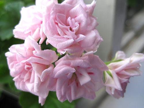 Logro de delicadas flores de pelargonio