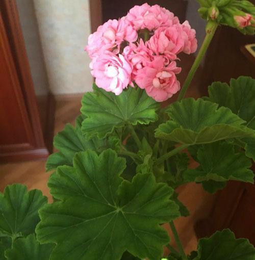 Pelargonium Anita