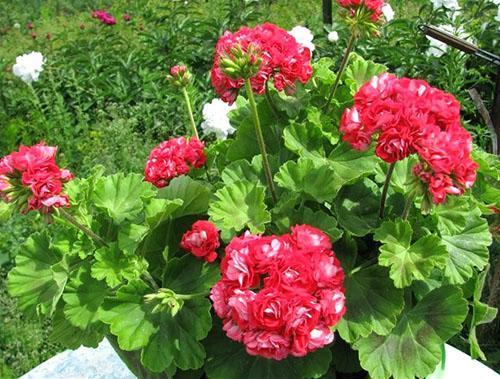 Pelargonium Pink Rambler