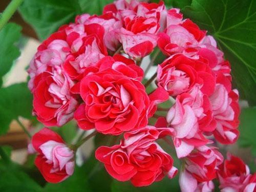 Color inusual de las flores de pelargonium.