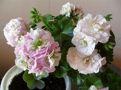 Pelargonium PAC Viva Carolina