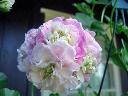 Flor de Pelargonium original PAC Viva Carolina