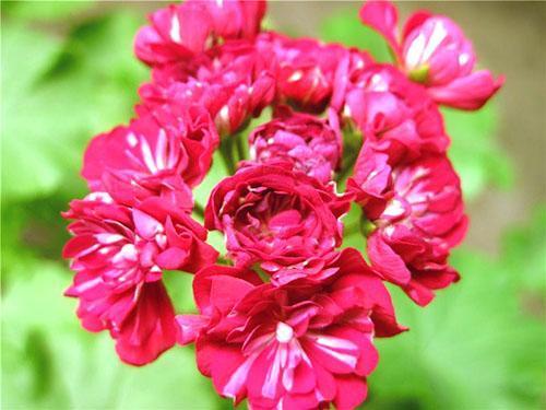 Inflorescencia de Pelargonium Monseruds Rosen