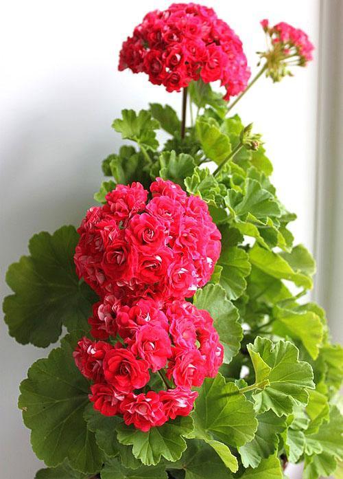 Blooming Pelargonium Rosebud Supreme