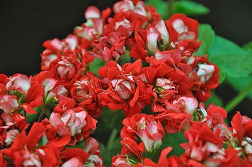 Pelargonium Vectis Rosebud