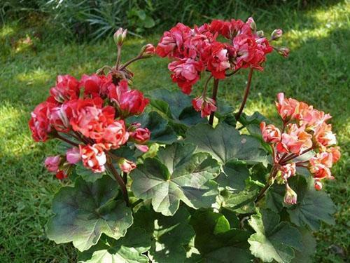 Pelargonium Vectis Rosebud en el diseño del paisaje