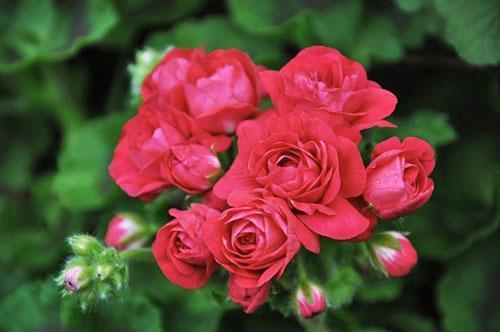 Inflorescencia de pelargonio PAC Viva Rosita