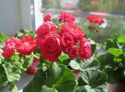Pelargonium PAC Viva Rosita en el alféizar de la ventana