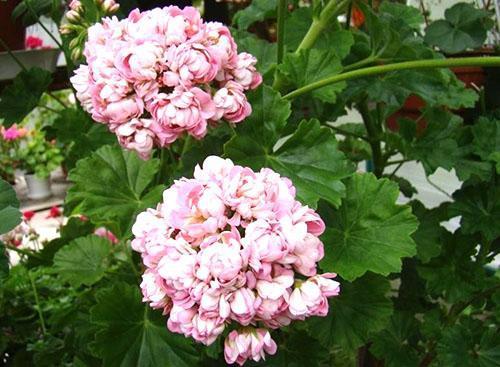 Grandes flores dobles
