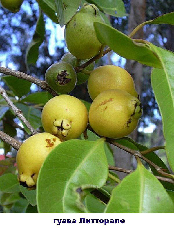 variété de goyave à cultiver à la maison