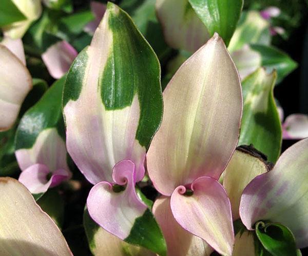 Variété fluviale Tradescantia Maiden's Blush